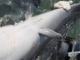 Résurgence de pattes arrière chez un dauphin capturé au Japon