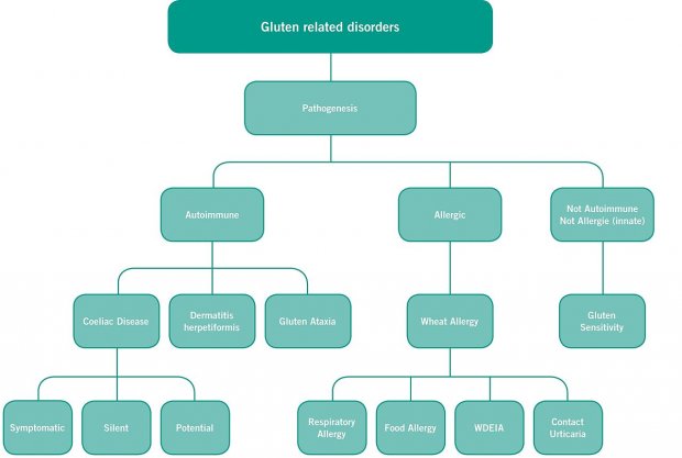 classification des pathologies liées au gluten